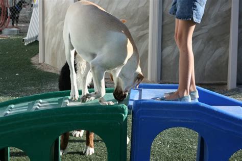 pet resort las vegas